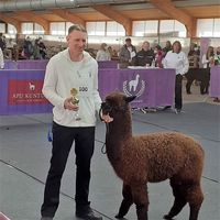 B&uuml;hlertal Inka Champion Alpaka schwarz Alpakas Show Alsfeld