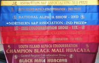 Black Magic Man in Black Champion Alpakas Neuseeland