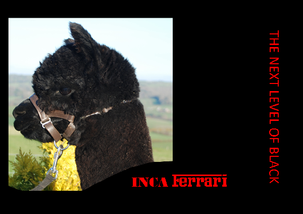 Bühlertal Alpakas Inca Ferrari black alpacas Bühlertal Alpakas Inca Ferrari black alpacas