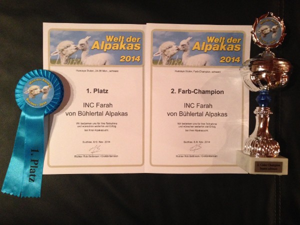 Inca Farah Bühlertal Alpakas 1. Platz und Reserve Champion 2014 Inca Farah Bühlertal Alpakas 1. Platz und Reserve Champion 2014