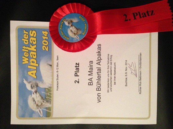 BA Maira 2. Platz Alpakaschau 2014 Bühlertal Alpakas BA Maira 2. Platz Alpakaschau 2014 Bühlertal Alpakas