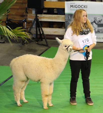 BA Furiosa 1.Platz Stuten weiß 6-12 Monate BA Furiosa 1.Platz Stuten weiß 6-12 Monate