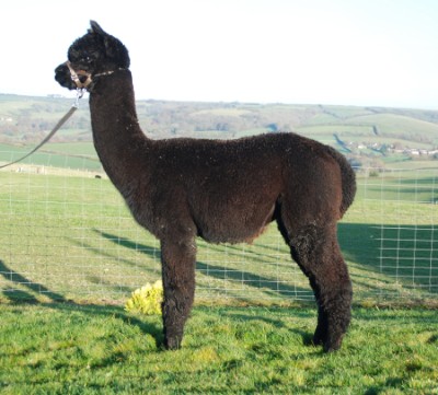 Inca Ferrari