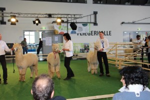 Qualiy Line Flame 1. Platz Qualiy Line Flame 1. Platz