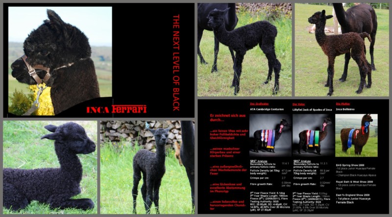 erste Nachkommen von Inca Ferrari bei den Bühlertal Alpakas