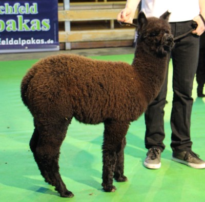 BA Ferrero 1. Platz Hengste schwarz 6-12 Monate BA Ferrero 1. Platz Hengste schwarz 6-12 Monate
